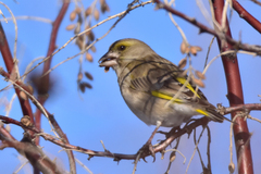 Chloris chloris turkestanica