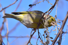Chloris chloris turkestanica