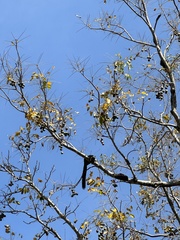 Ratufa bicolor