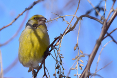 Chloris chloris turkestanica