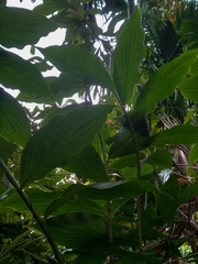 Costus dubius