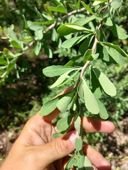 Gymnosporia glaucophylla