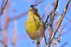 Chloris chloris turkestanica