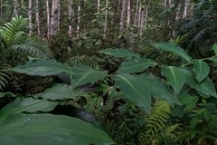 Costus dubius