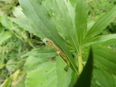 Calycomyza solidaginis