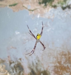 Argiope appensa