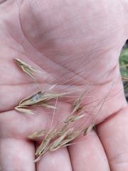 Elymus virginicus virginicus