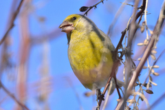 Chloris chloris turkestanica