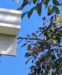 Myiodynastes maculatus