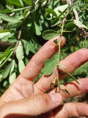 Gymnosporia glaucophylla