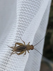 Allonemobius tinnulus