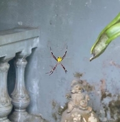 Argiope appensa