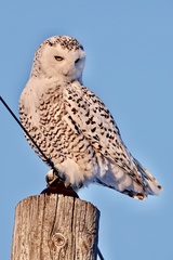 Bubo scandiacus