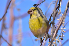 Chloris chloris turkestanica