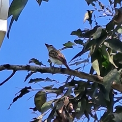 Myiodynastes maculatus