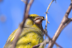 Chloris chloris turkestanica