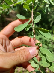 Gymnosporia glaucophylla