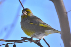 Chloris chloris turkestanica