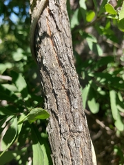 Gymnosporia glaucophylla