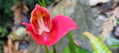 Disa uniflora