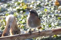 Phoenicurus erythronotus