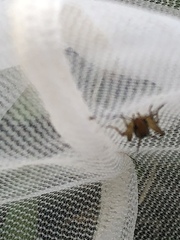 Allonemobius tinnulus