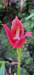 Disa uniflora