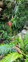 Disa uniflora