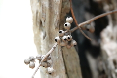 Eucalyptus piperita