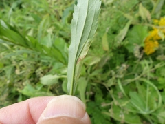 Calycomyza solidaginis