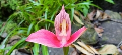 Disa uniflora