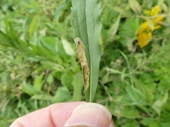 Calycomyza solidaginis