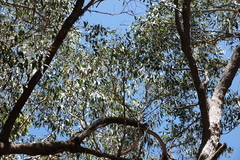 Eucalyptus piperita