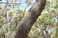 Eucalyptus piperita