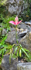 Disa uniflora
