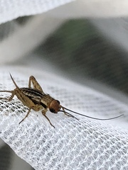 Allonemobius tinnulus