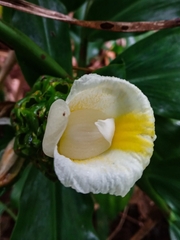 Costus dubius