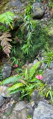 Disa uniflora