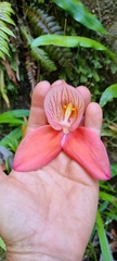Disa uniflora