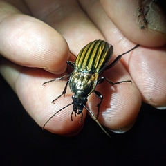 Carabus melancholicus