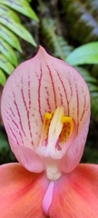 Disa uniflora