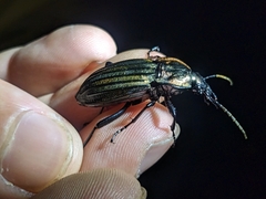 Carabus melancholicus