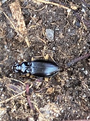 Patrobus longicornis