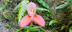 Disa uniflora