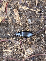 Patrobus longicornis