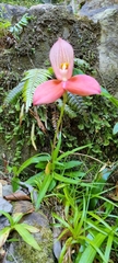Disa uniflora
