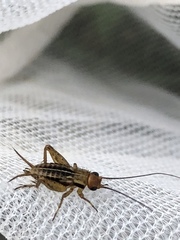 Allonemobius tinnulus