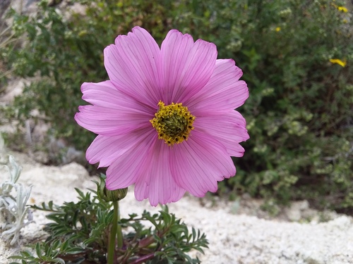 Cosmos peucedanifolius (Cosmos peucedanifolius)