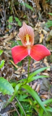 Disa uniflora