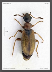 Aulacoderus